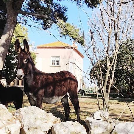 Au Coeur De La Nature Coursan Dış mekan fotoğraf