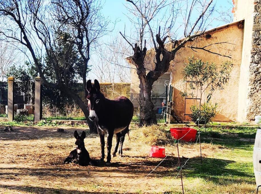 Au Coeur De La Nature Coursan Dış mekan fotoğraf